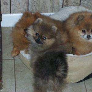 Meet your Posher, Elaine